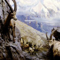 Little Gaps - Velveteen