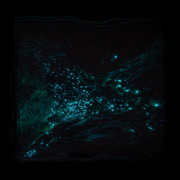 Way Out - Waterstrider