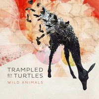Wild Animals - Trampled By Turtles