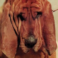 Fine - Ty Segall