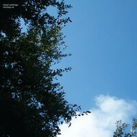 Strummin - Cloud Nothings