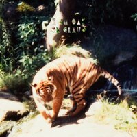 Murmur - I Am Oak