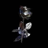 Chasing Shadows - Shiny Black Anthem